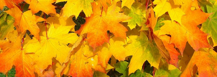Giving Thanks - 1 Timothy 4:4 For everything created by God is good, and nothing is to be rejected if it is received with thanksgiving.